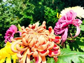 重阳节酒文化的意义与传承（以重阳节喝什么酒表达什么）