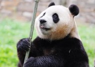 熊猫拍电视机拍摄技巧有哪些？如何拍出好看的照片？