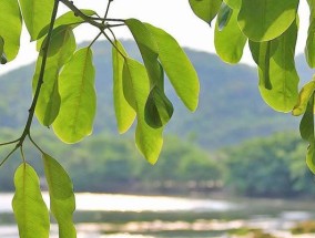 全植物999999级0阳光无冷却是什么？如何实现无冷却效果？