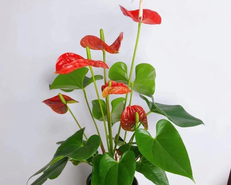 鲜花摆满电脑桌摆放技巧是什么？如何保持新鲜？  第2张